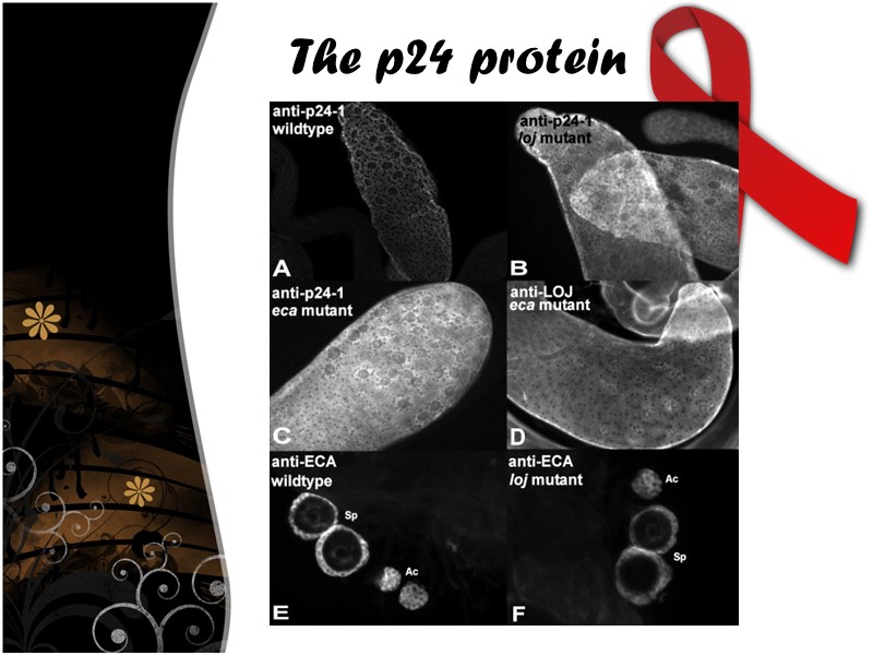 The p24 protein